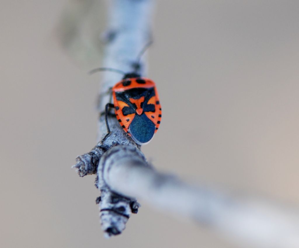 Pentatomidae: Eurydema cfr. spectabilis